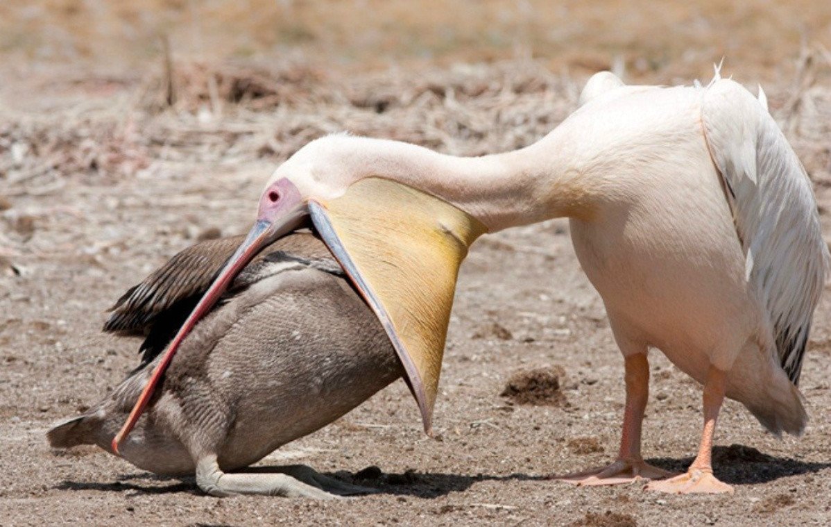 Пеликан сожрал голубя