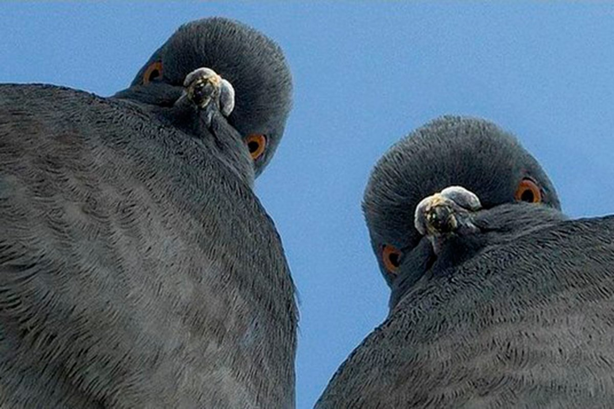 Цапля и Пеликан