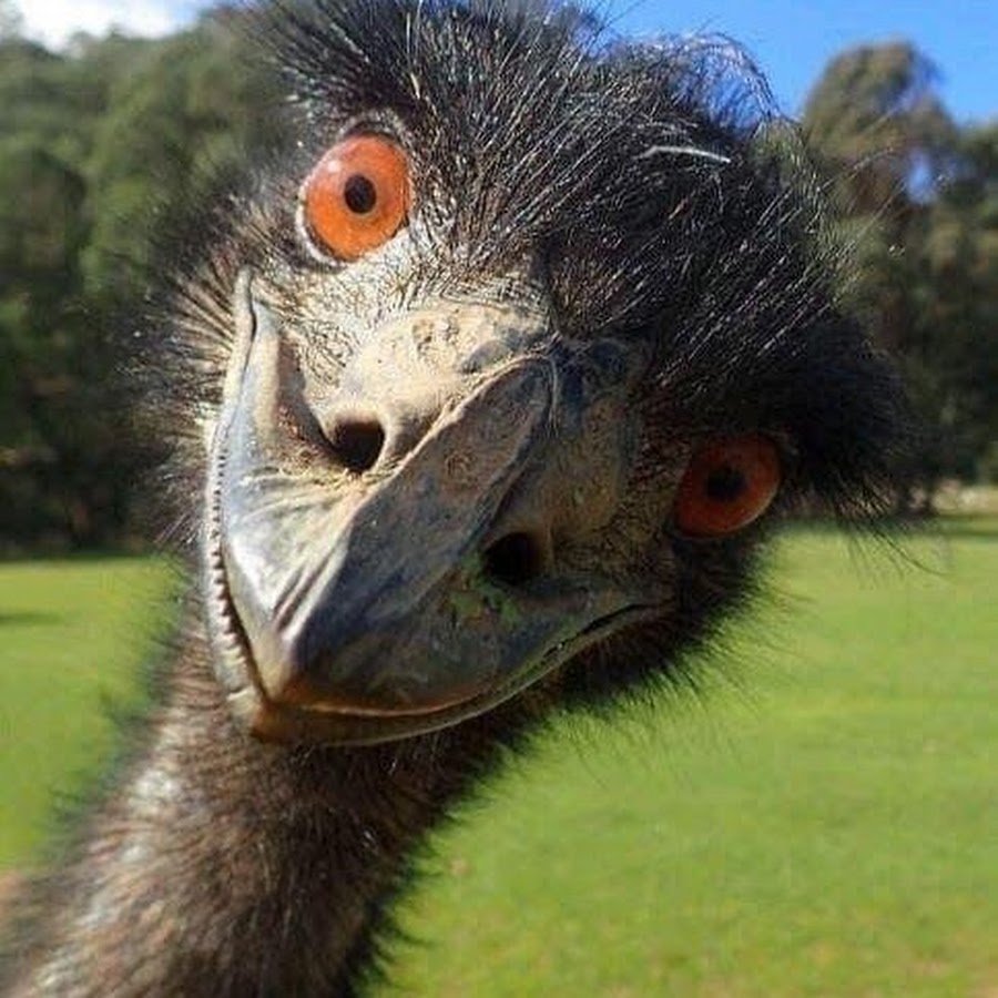 Мордочка страуса
