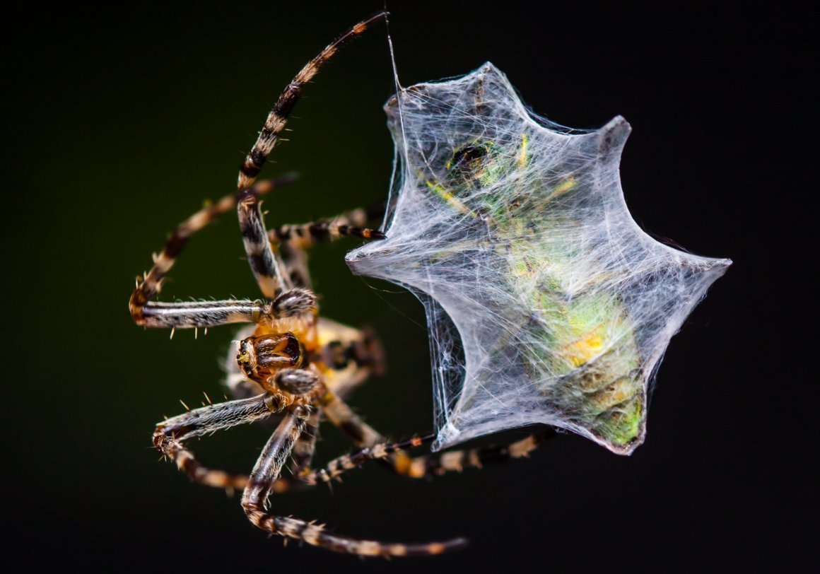 Муха в паутине