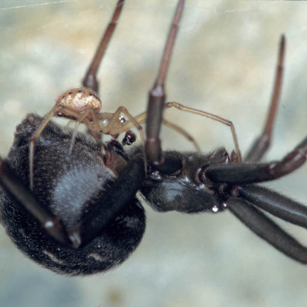 Паук Каракурт самец