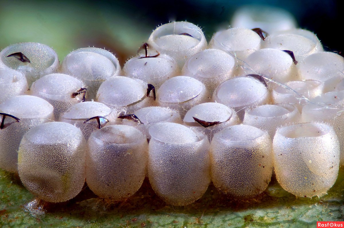 Паучий кокон