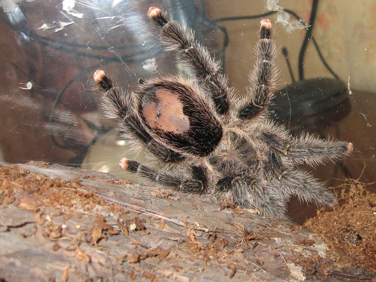 Паук скелетон птицеед