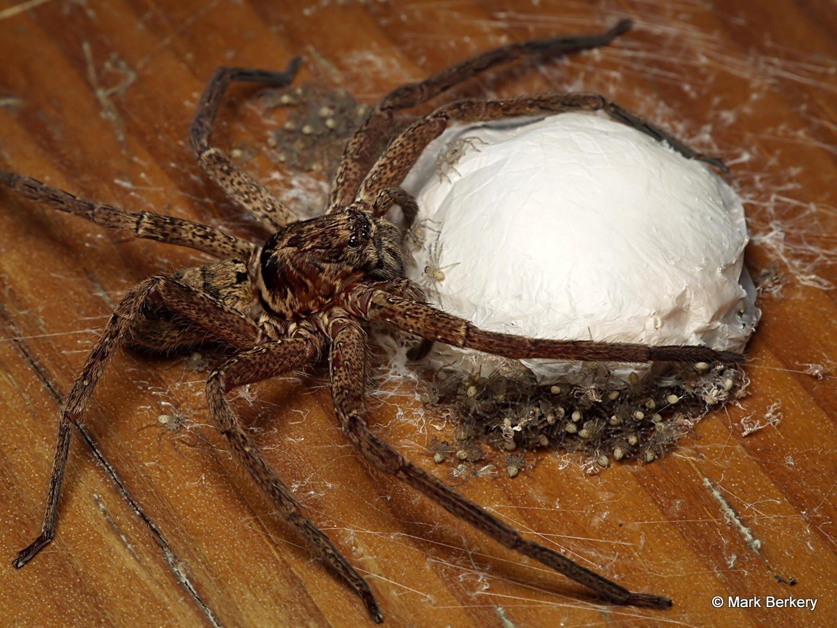 Кокон тарантула
