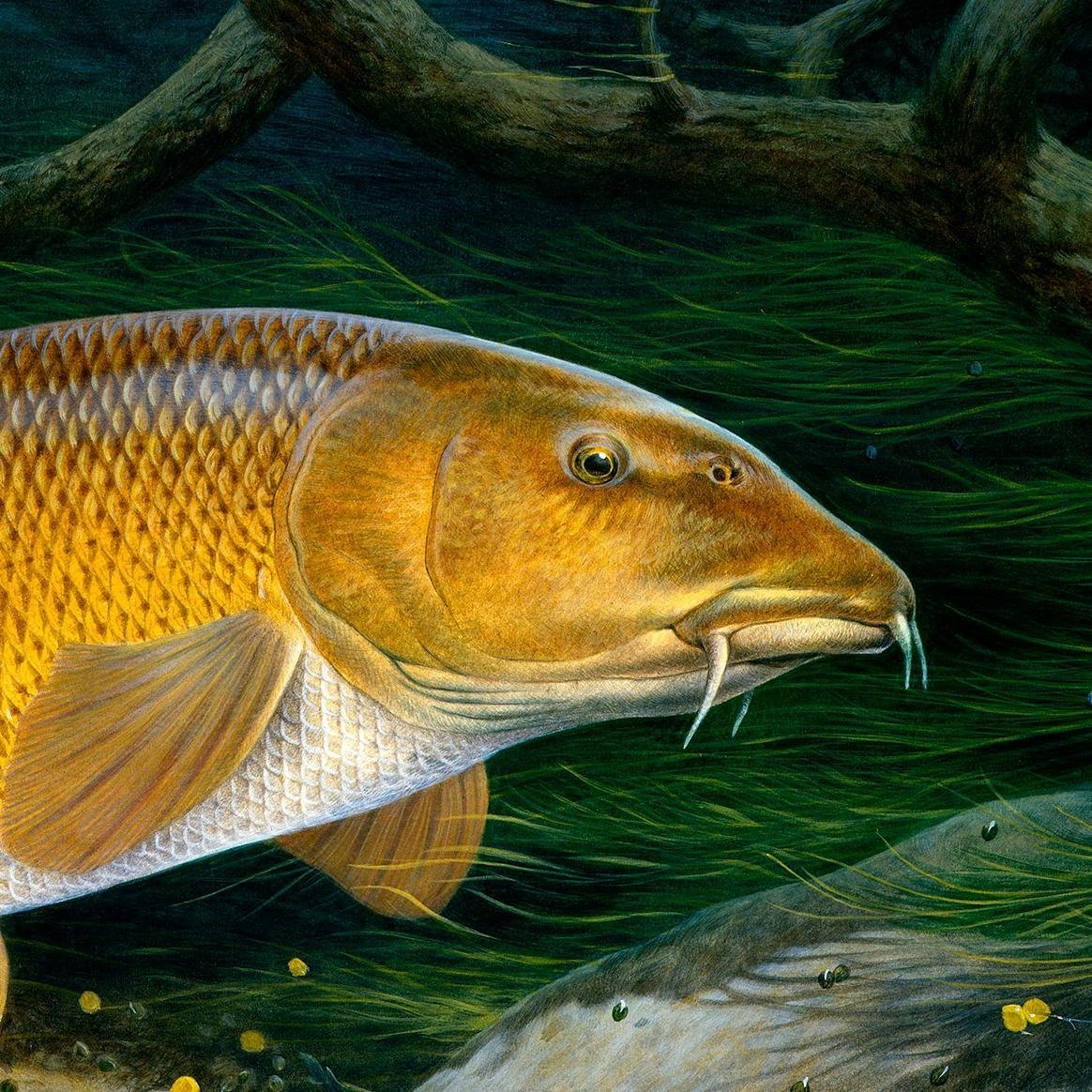 Сазан (Cyprinus Carpio)
