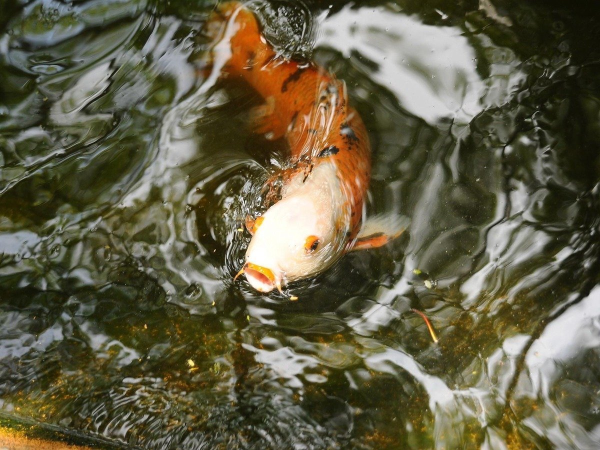 Ропшинский Карп