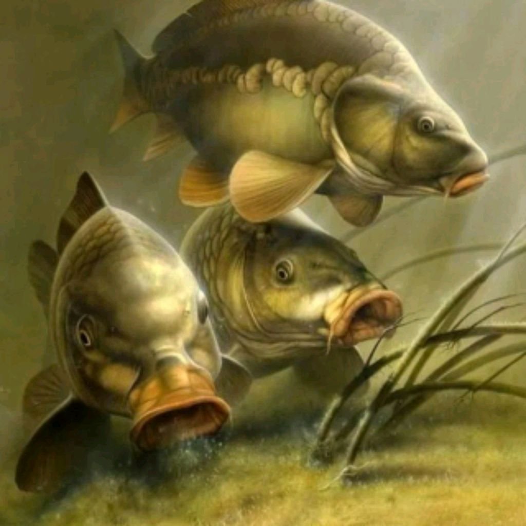 Императорский Карп