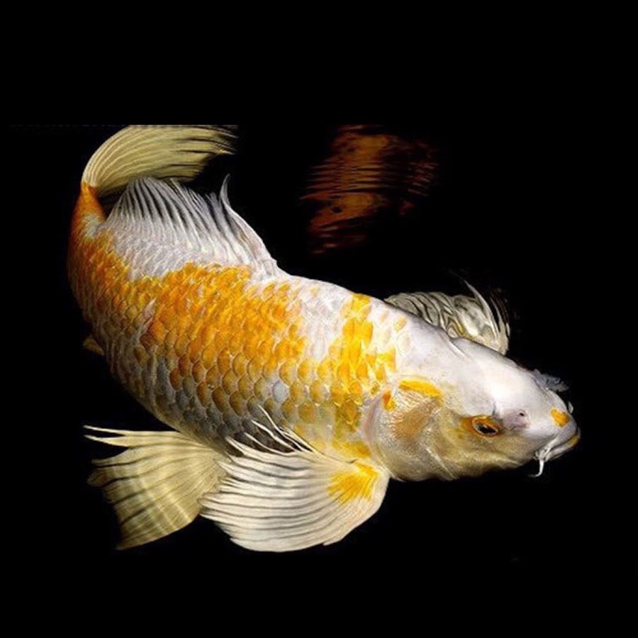 Поймал рыбу