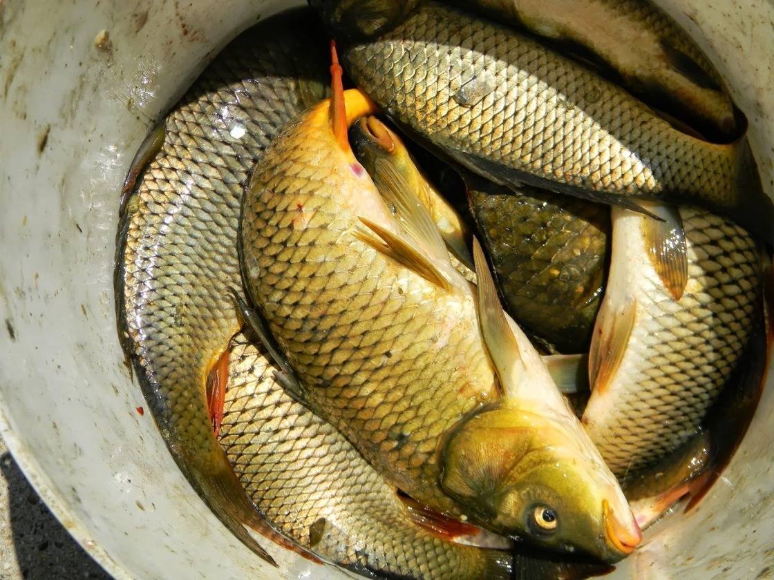 Алтайский зеркальный Карп