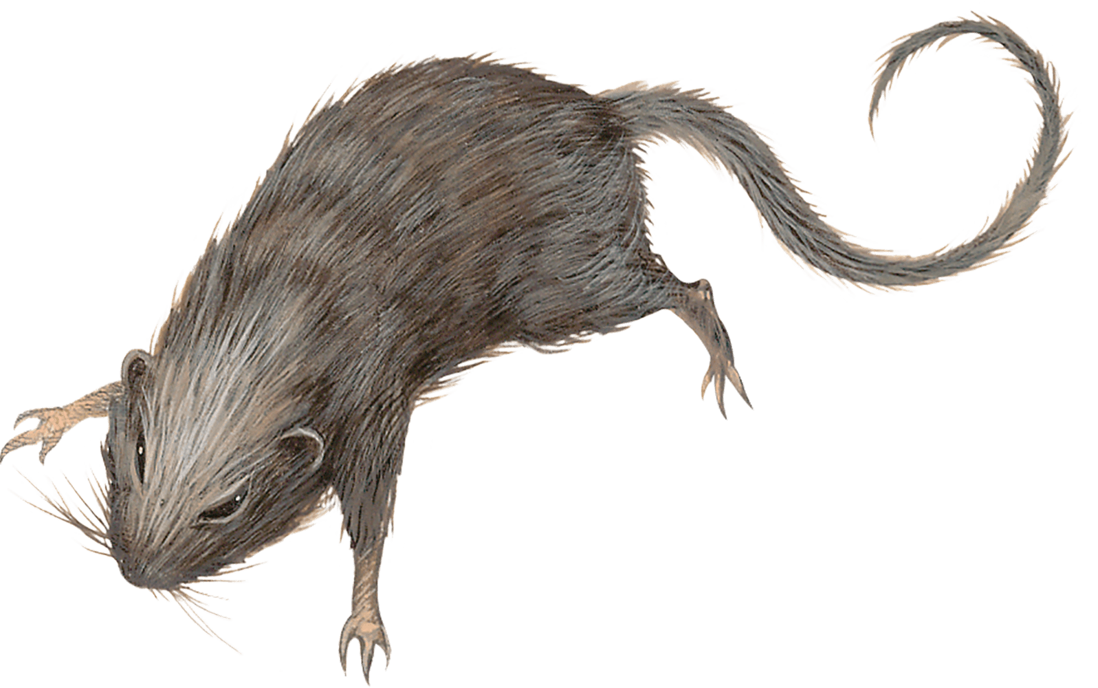 5e giant rat