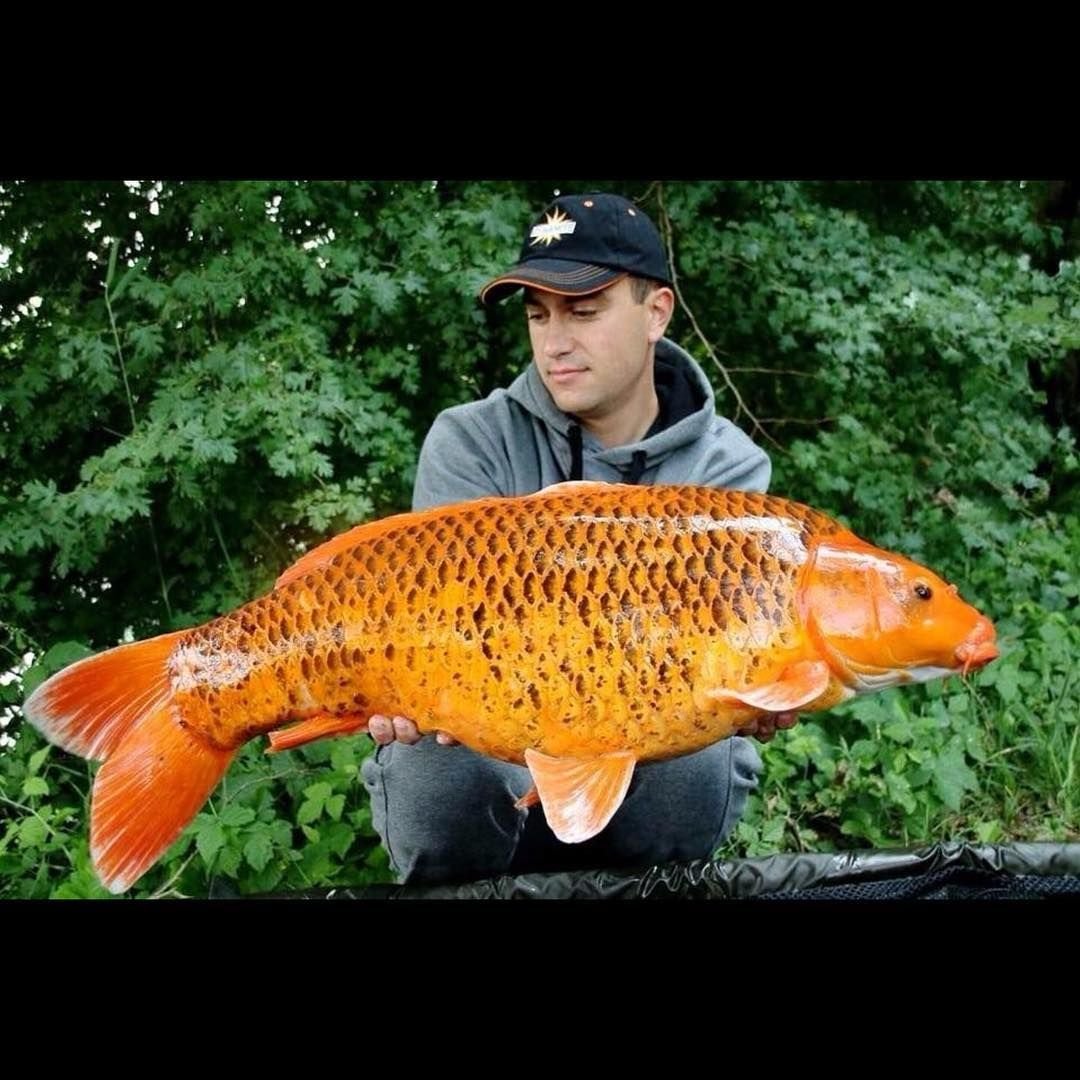 Меховой Карп