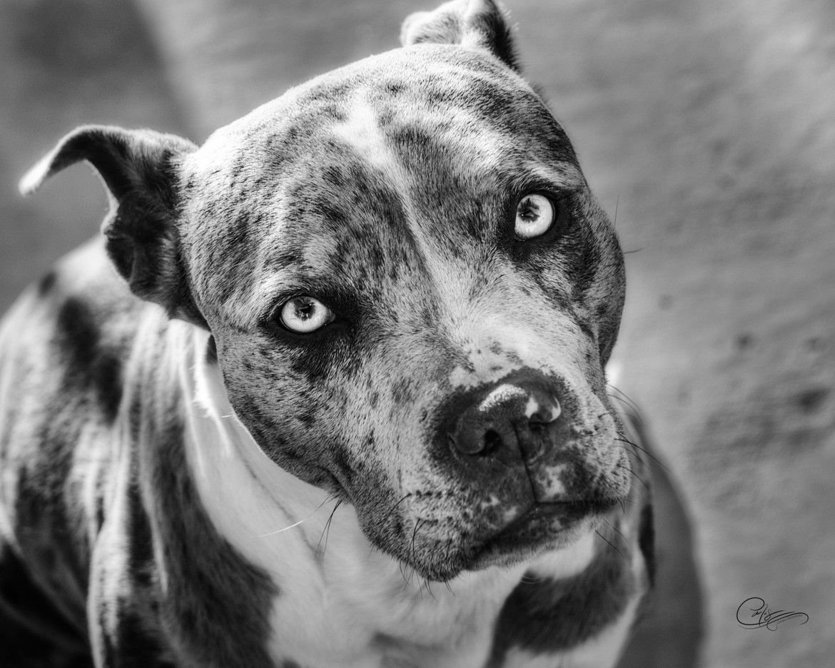 Стаффордширский терьер тигровый окрас