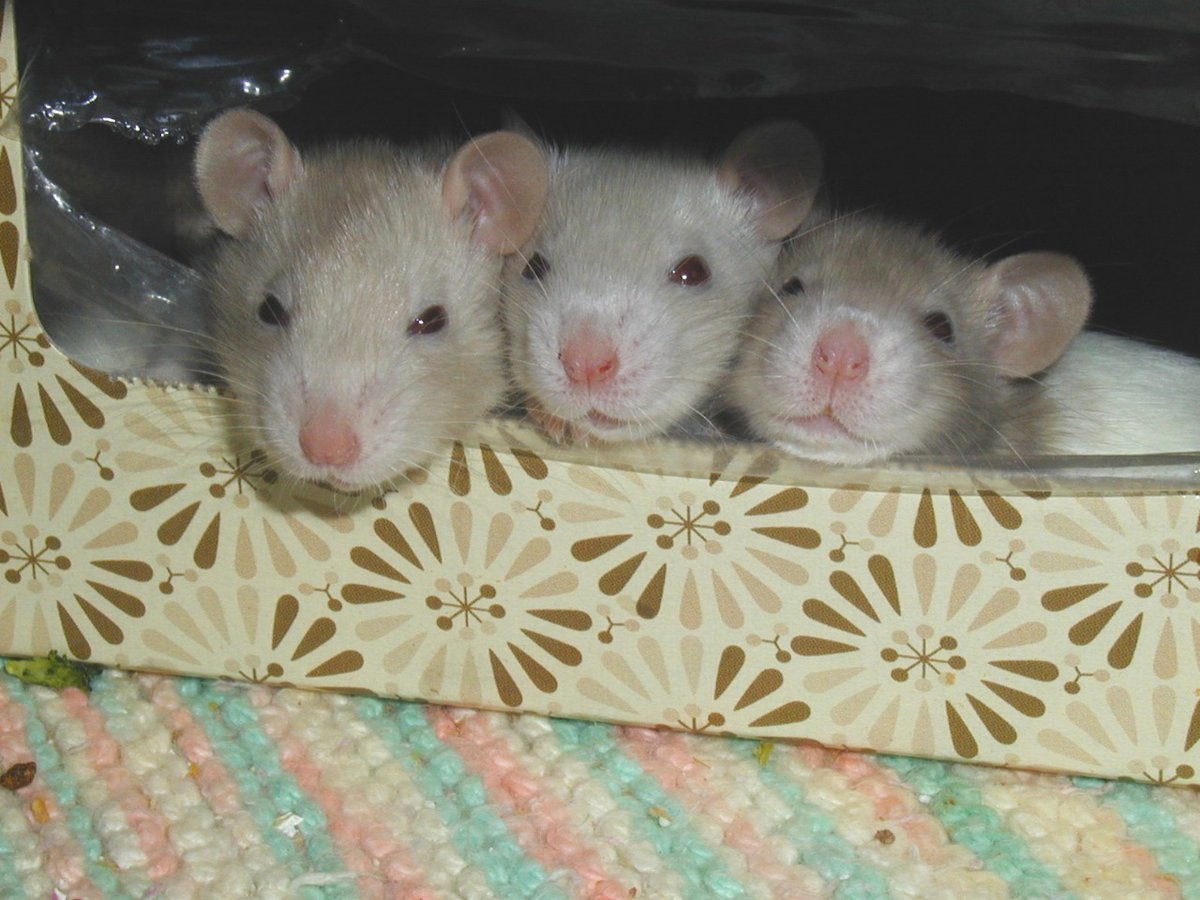 3 Крыски