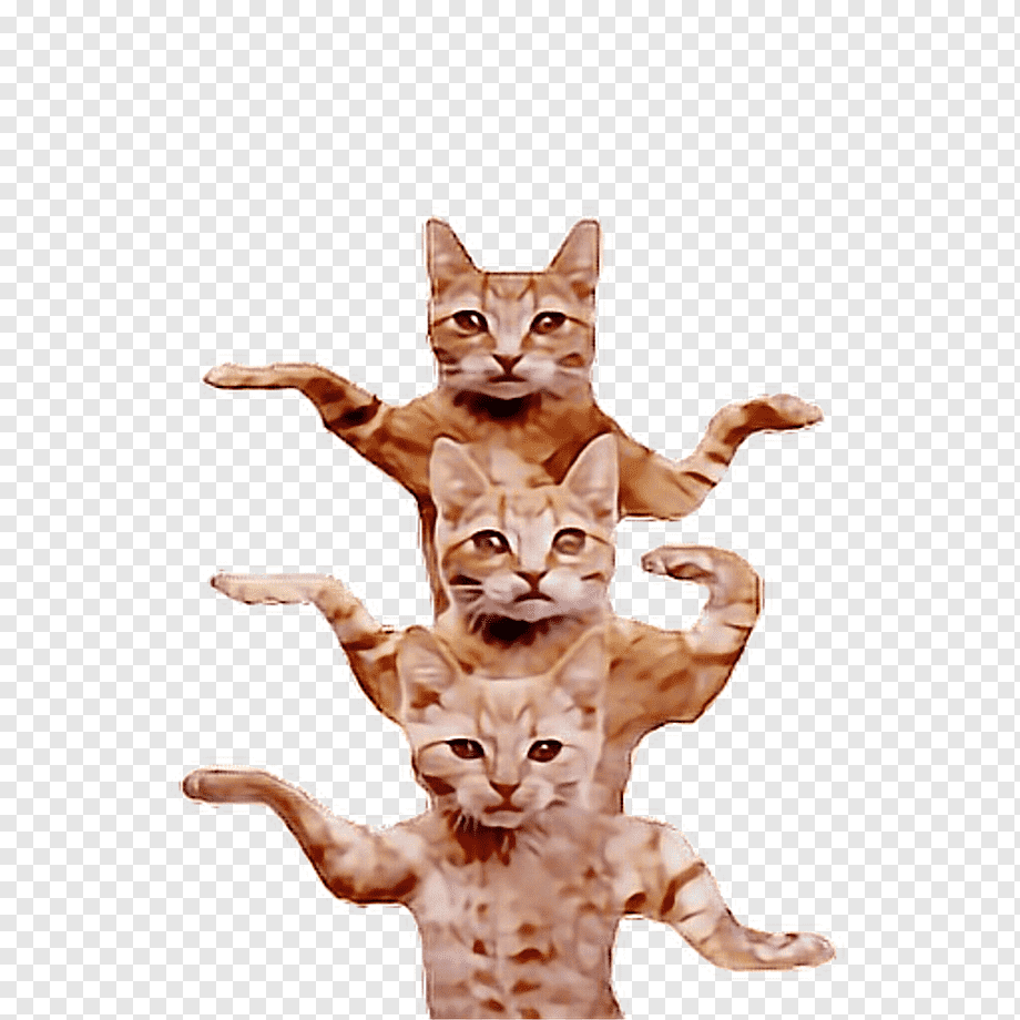 Танцующие коты