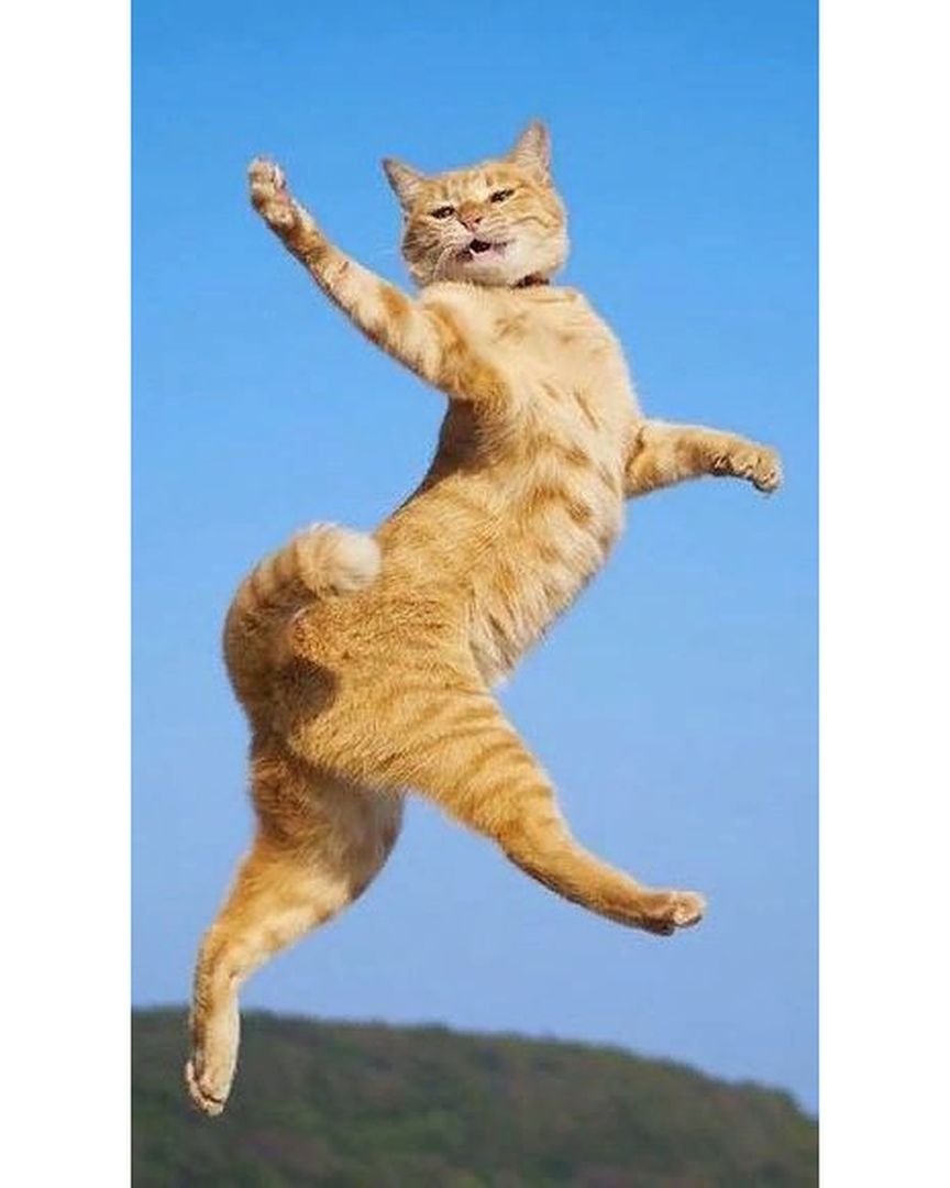 Летающий кот