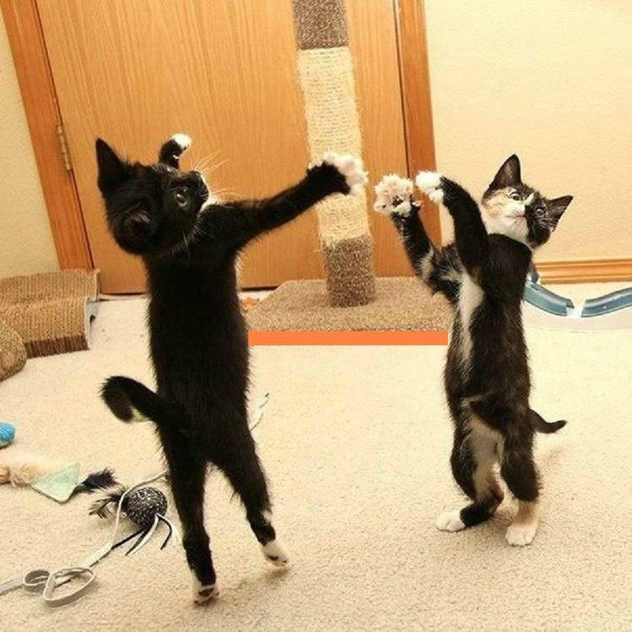 Котенок танцует