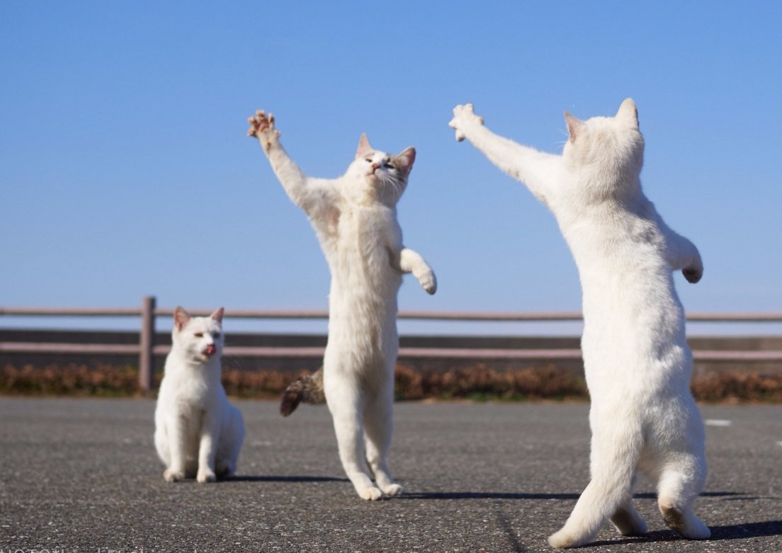 Кот танцует