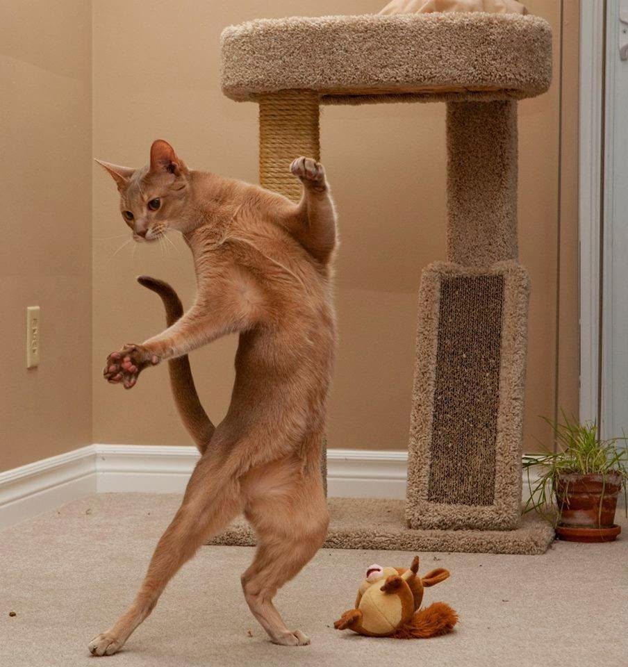 Кошка танцует