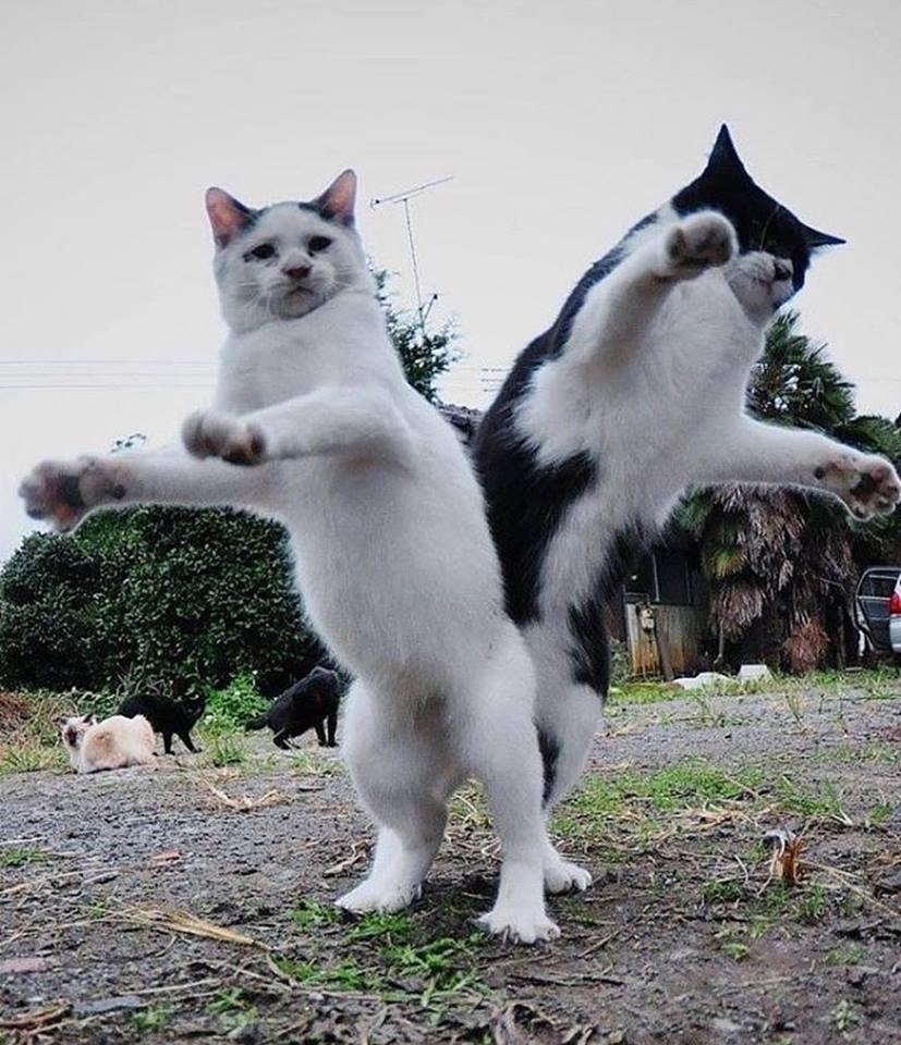 Два смешных кота