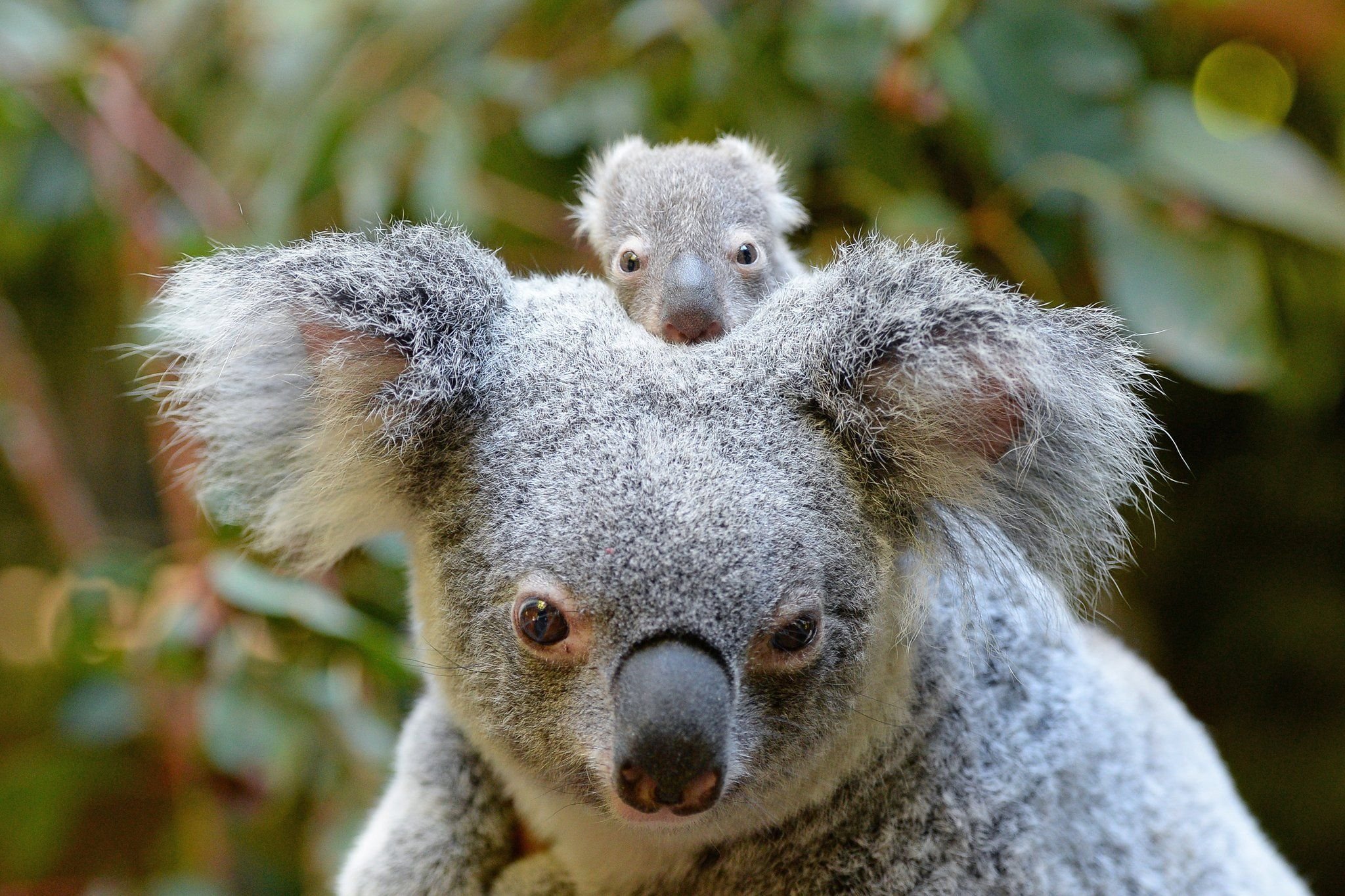 Животные нат. Сумчатые животные коала. Сумчатый медведь коала Австралия. Эндемики Австралии коала. Мишка коала.