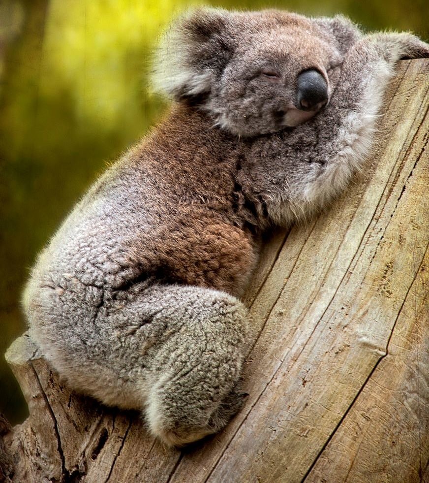 Коала на бамбуке