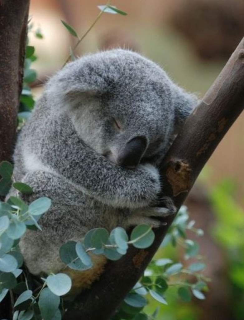 Милая коала. Коала. Коала милая. Маленькие коалы. Милая коала маленькая.