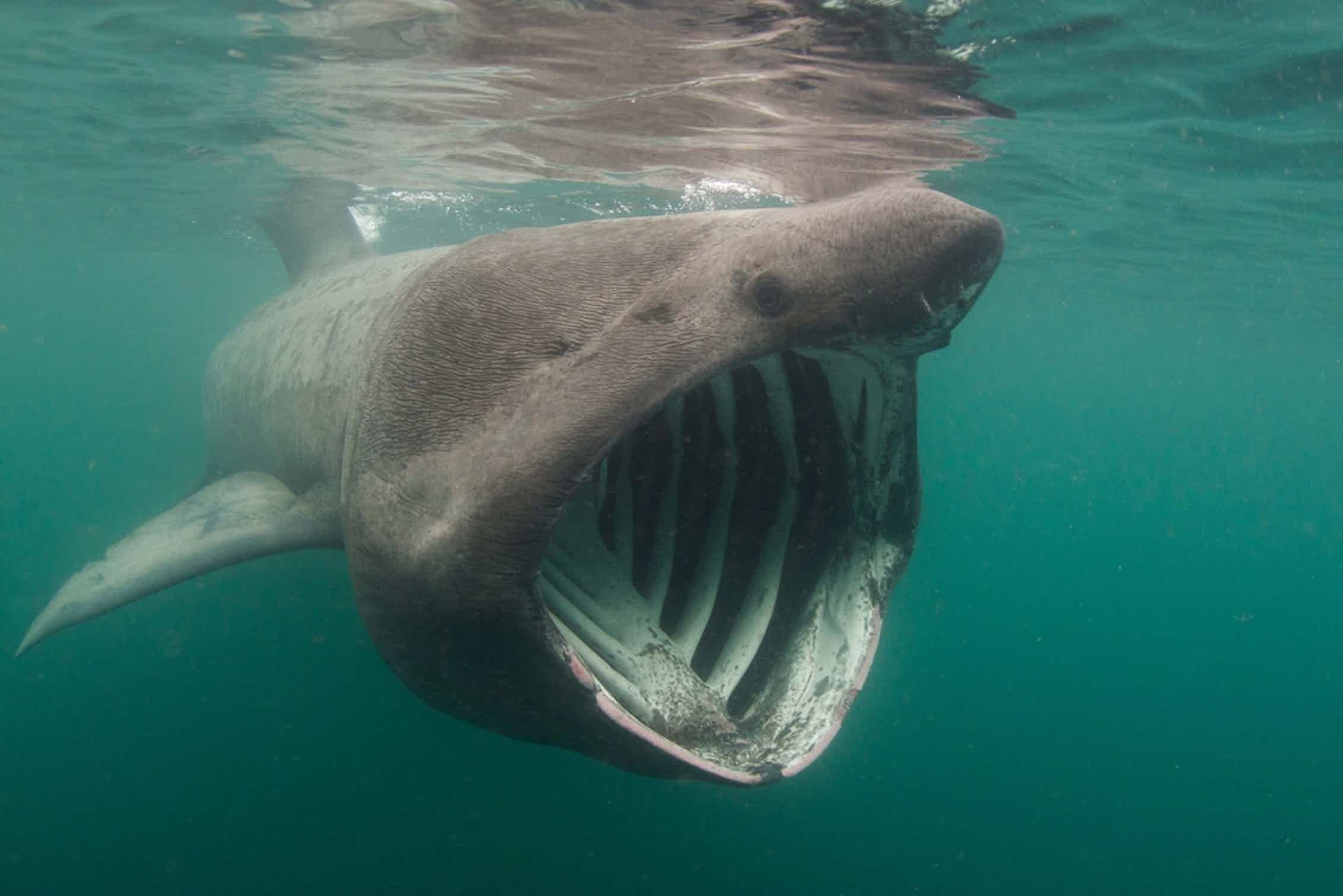 Страшная акула в мире. Большая акула Cetorhinus Maximus. Баскинг Шарк. Баскинг Шарк акула. Гигантская акула (basking Shark).