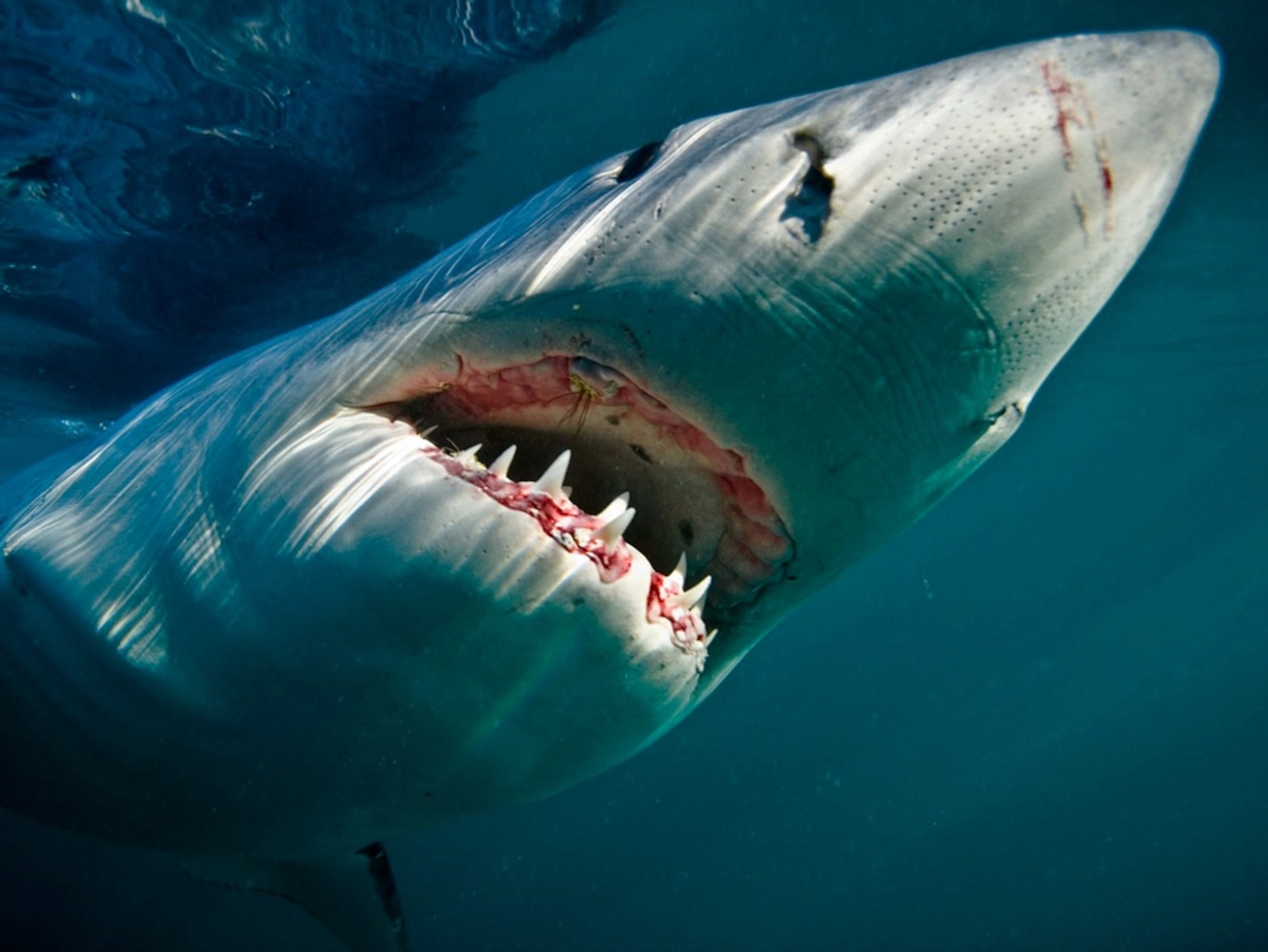 Страшная акула в мире. Чернорылая акула. Большая белая акула National Geographic. Большая белая акула 6 метров.