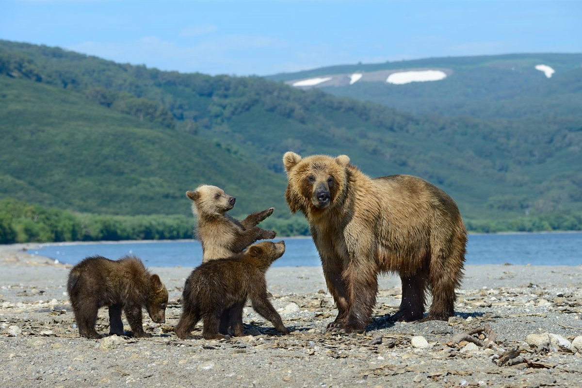 Озеро Байкал Нерпа