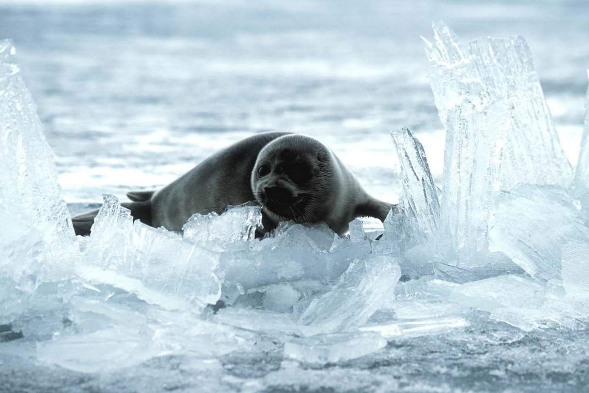 Байкало-Ленский заповедник медведь