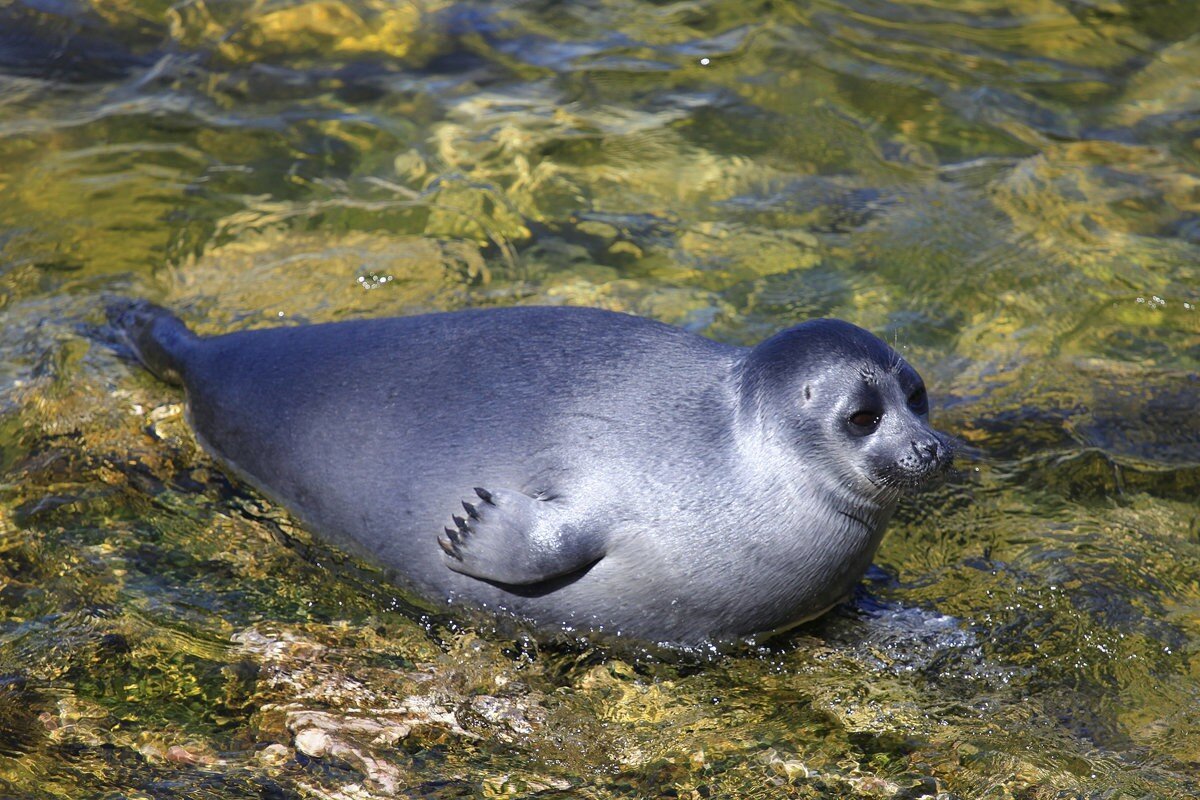 Растительный мир Байкала