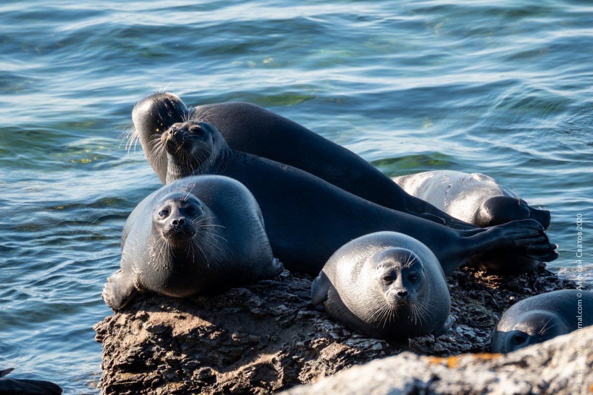 Байкальская Нерпа подо льдом