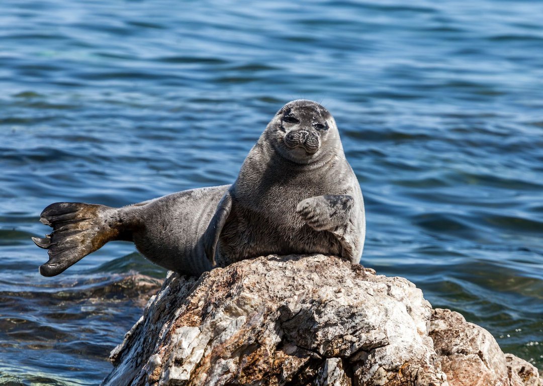 Бельки нерпы на Байкале