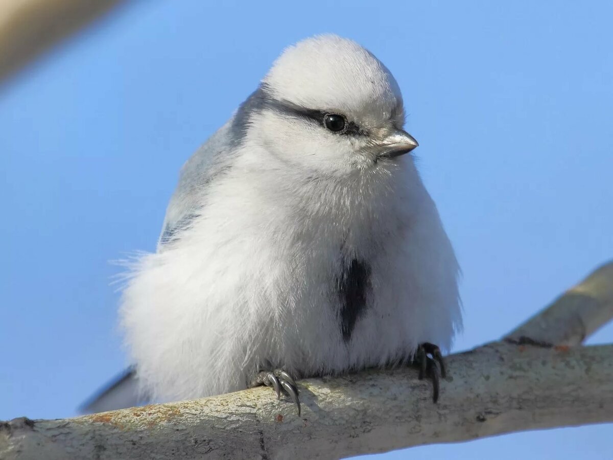 Маленькая белая лазоревка
