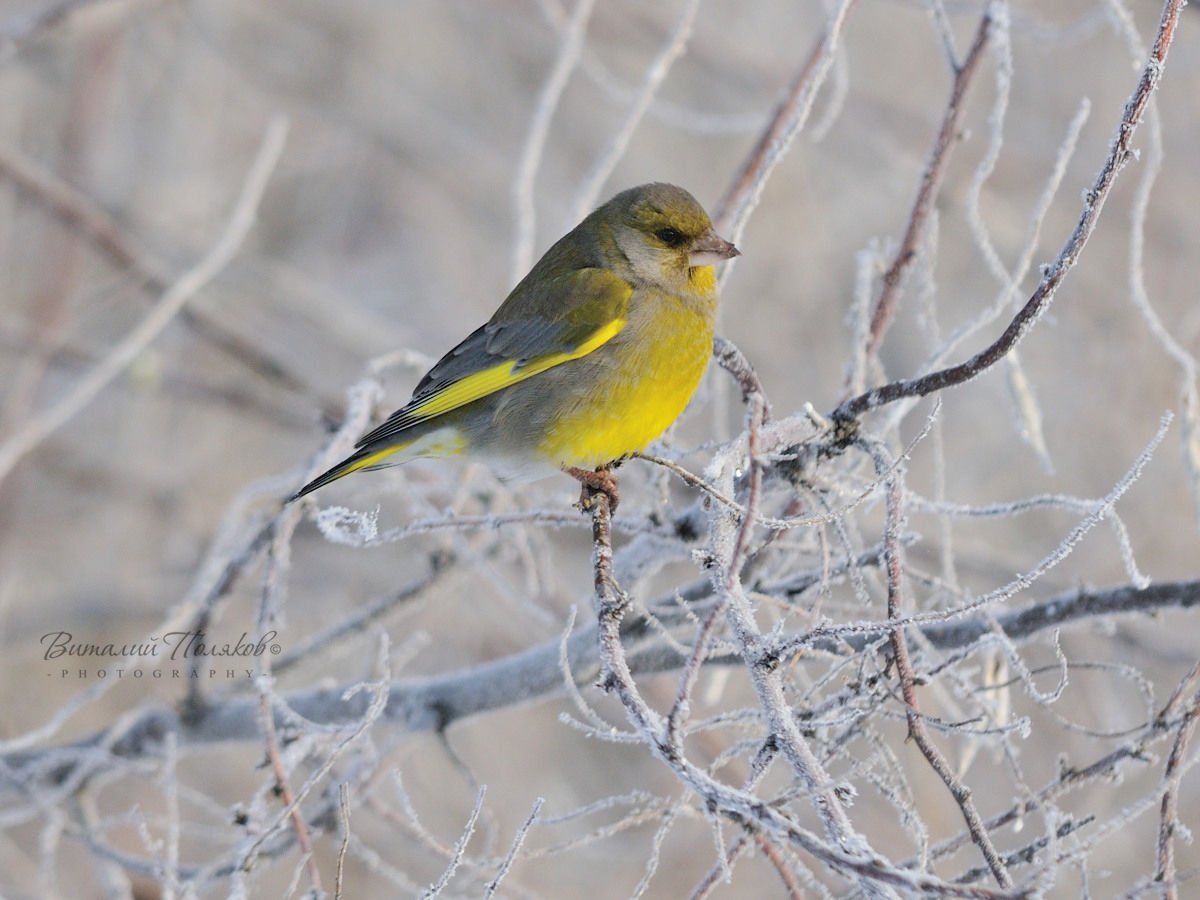 Птицы Южного Урала