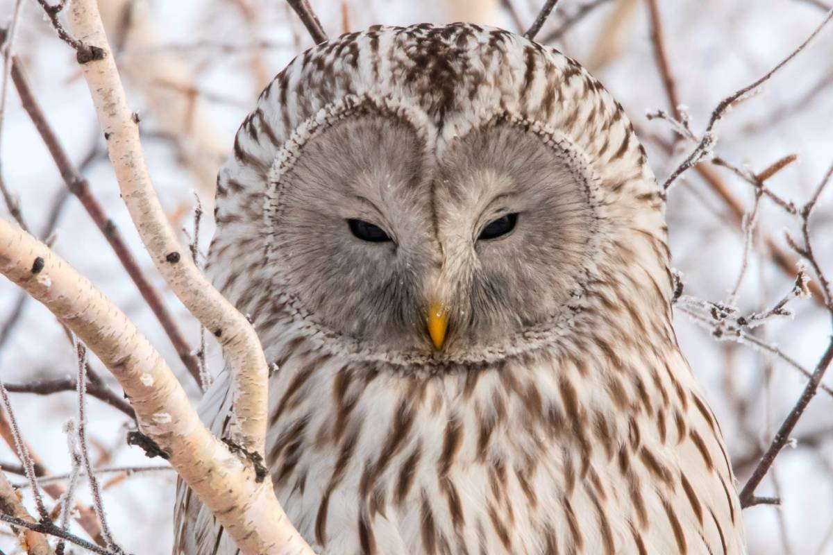 Птицы Урала