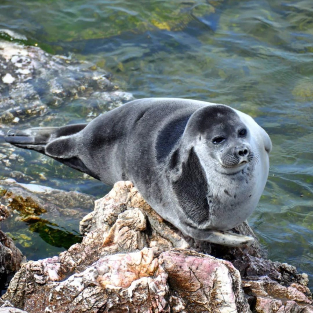 Озеро Байкал Нерпа