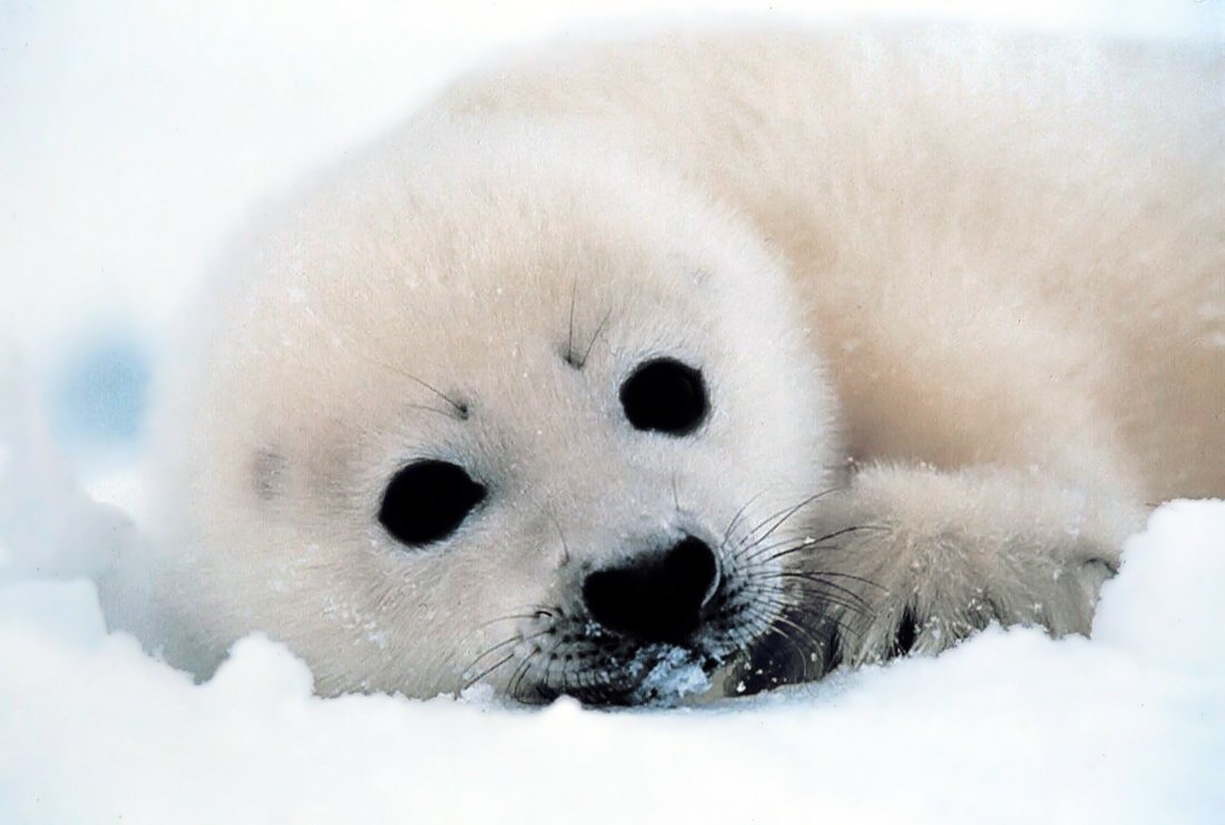 Байкальская Нерпа зимой