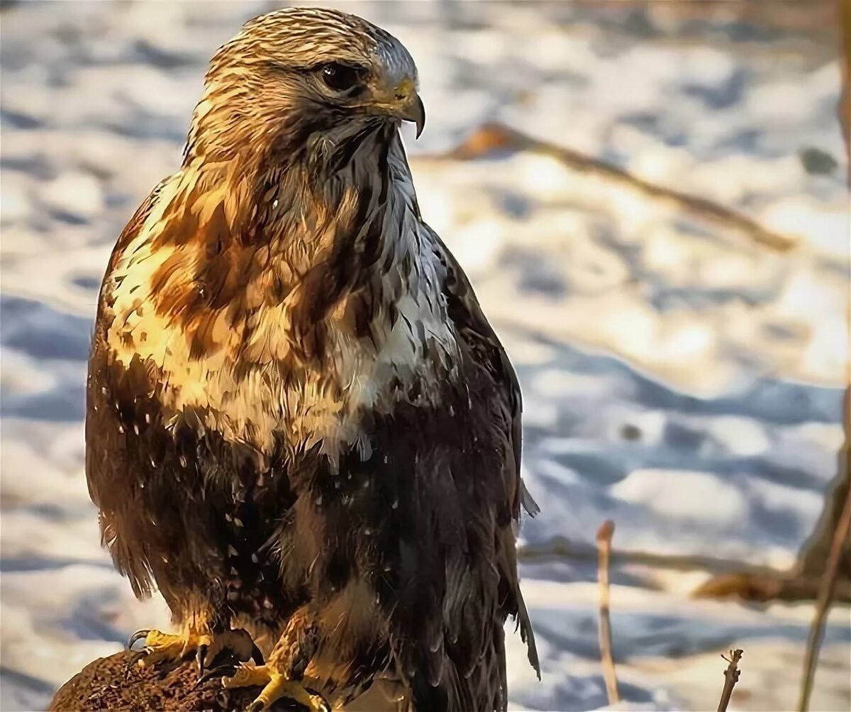 (Канюк на Южном Урале)