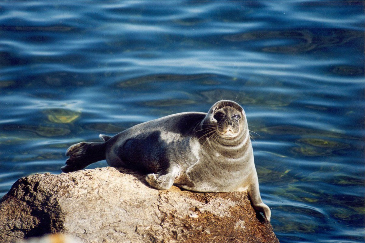Подводные животные Байкальского заповедника