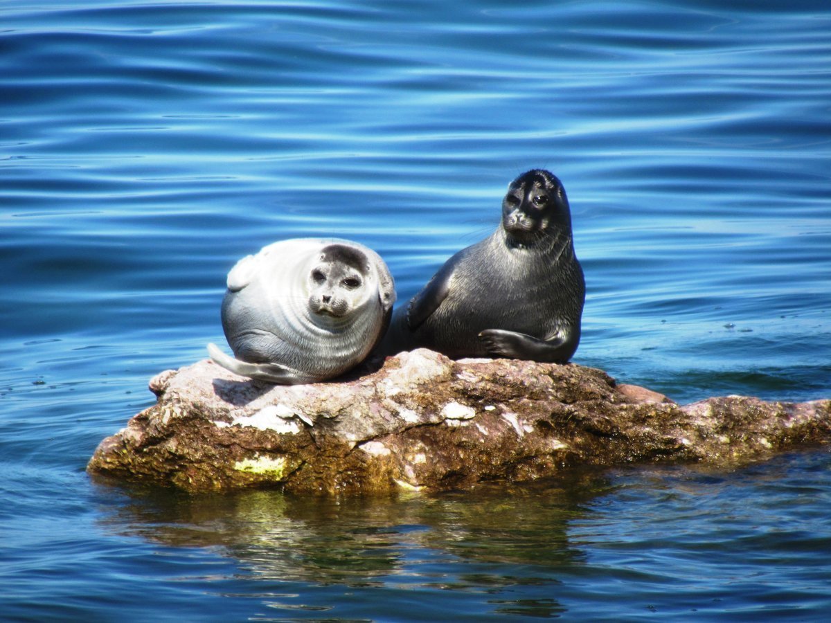 Байкальская Нерпа на Байкале