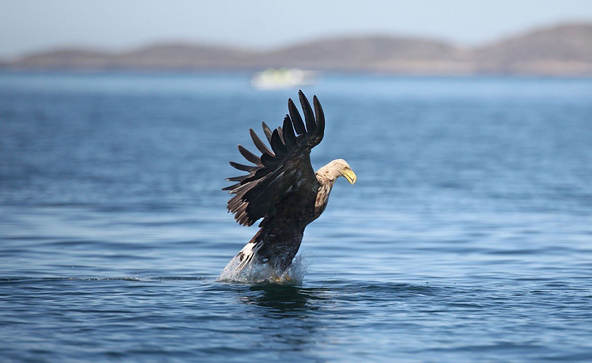 Байкальская Нерпа Белек