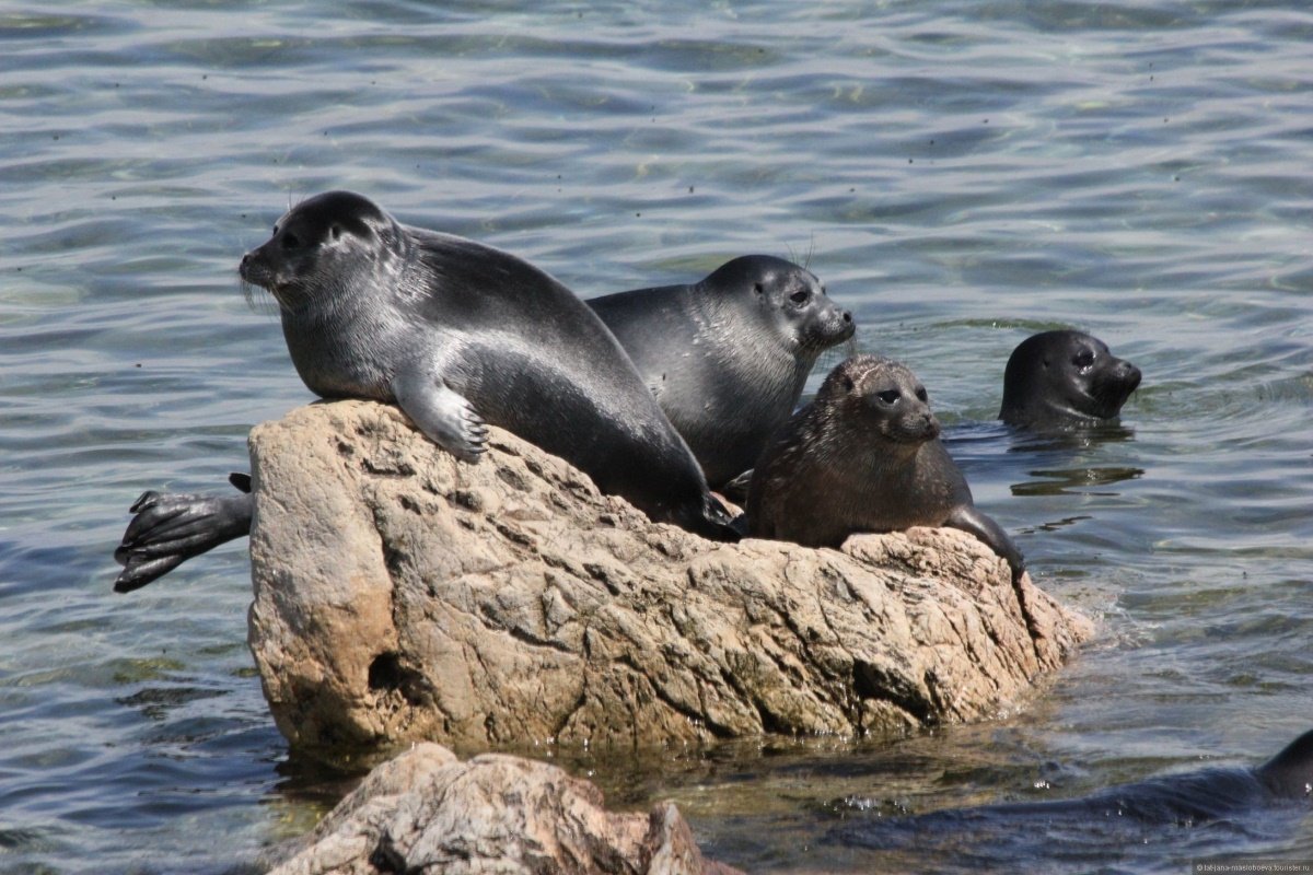 Байкальская Нерпа Баргузинский заповедник