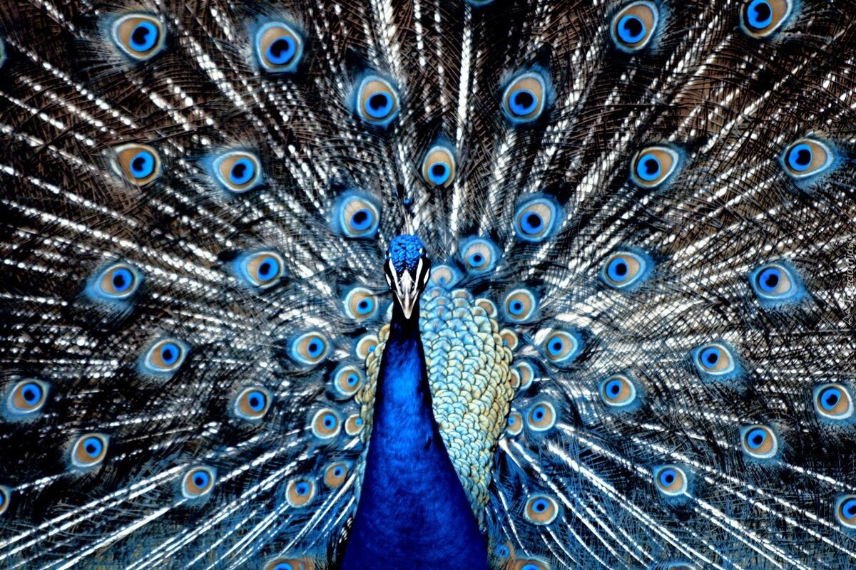 Красивые синие Павлины