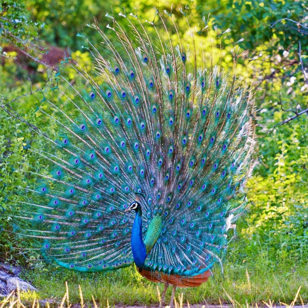 Белый Королевский Павлин