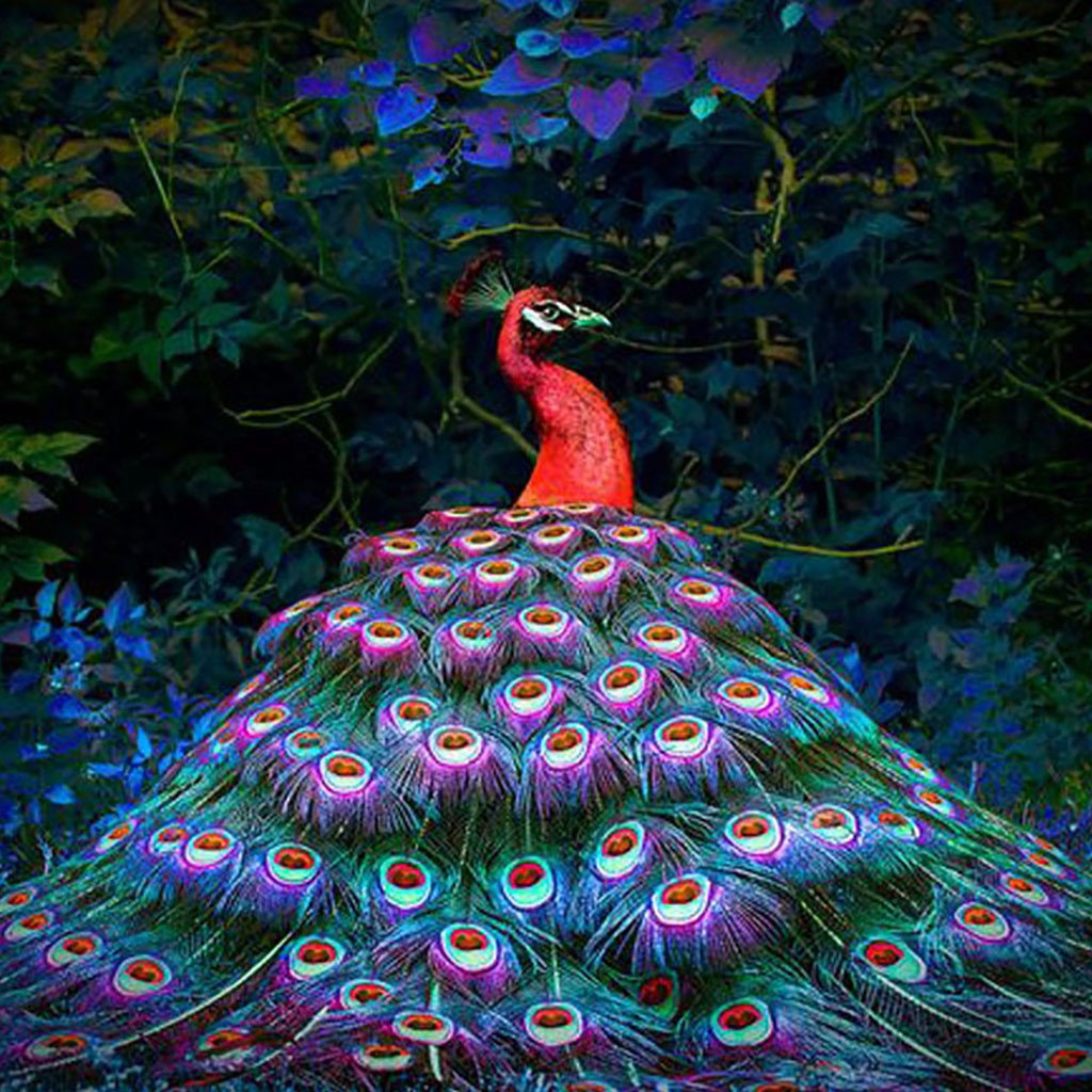Красивые Павлины