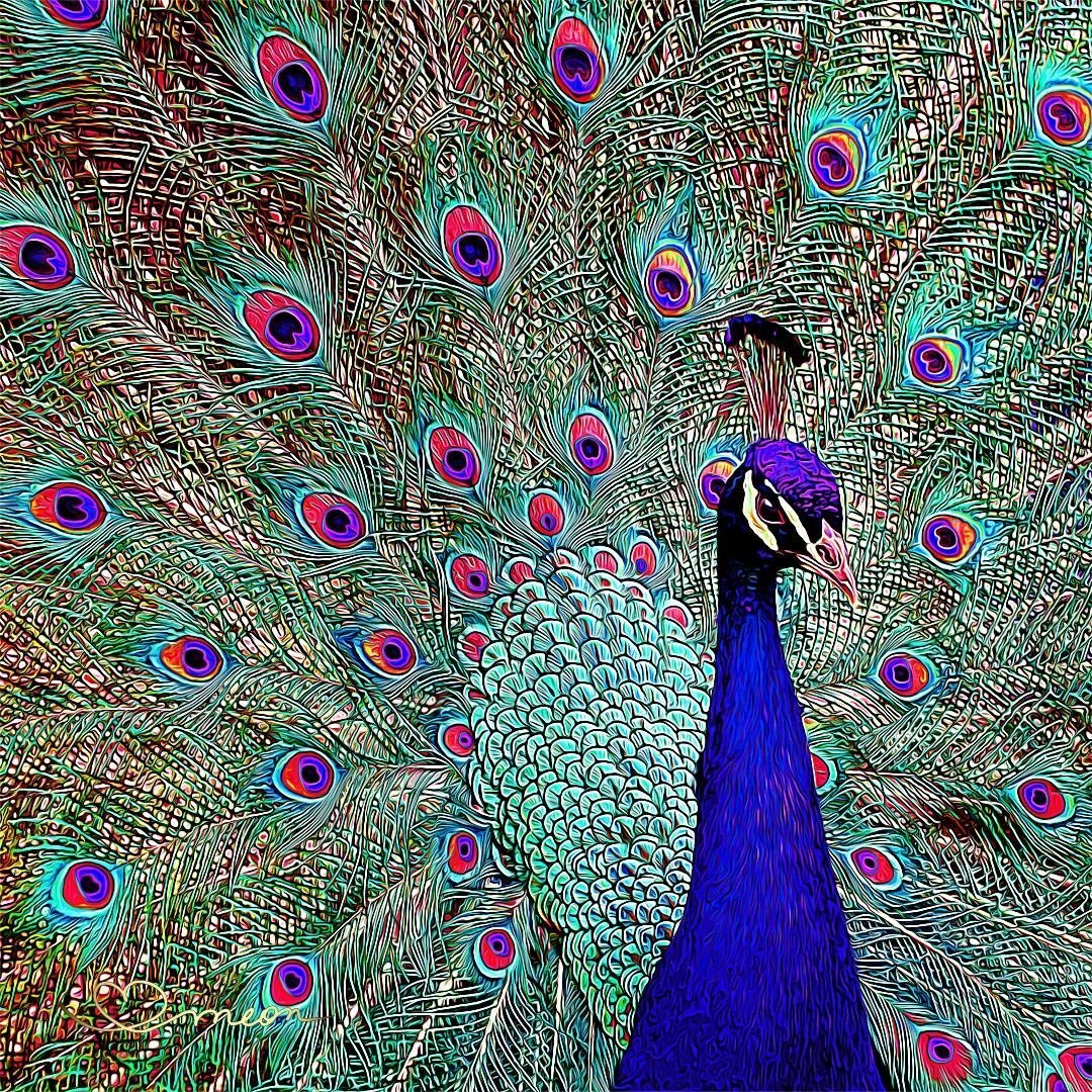 Черноплечий Павлин