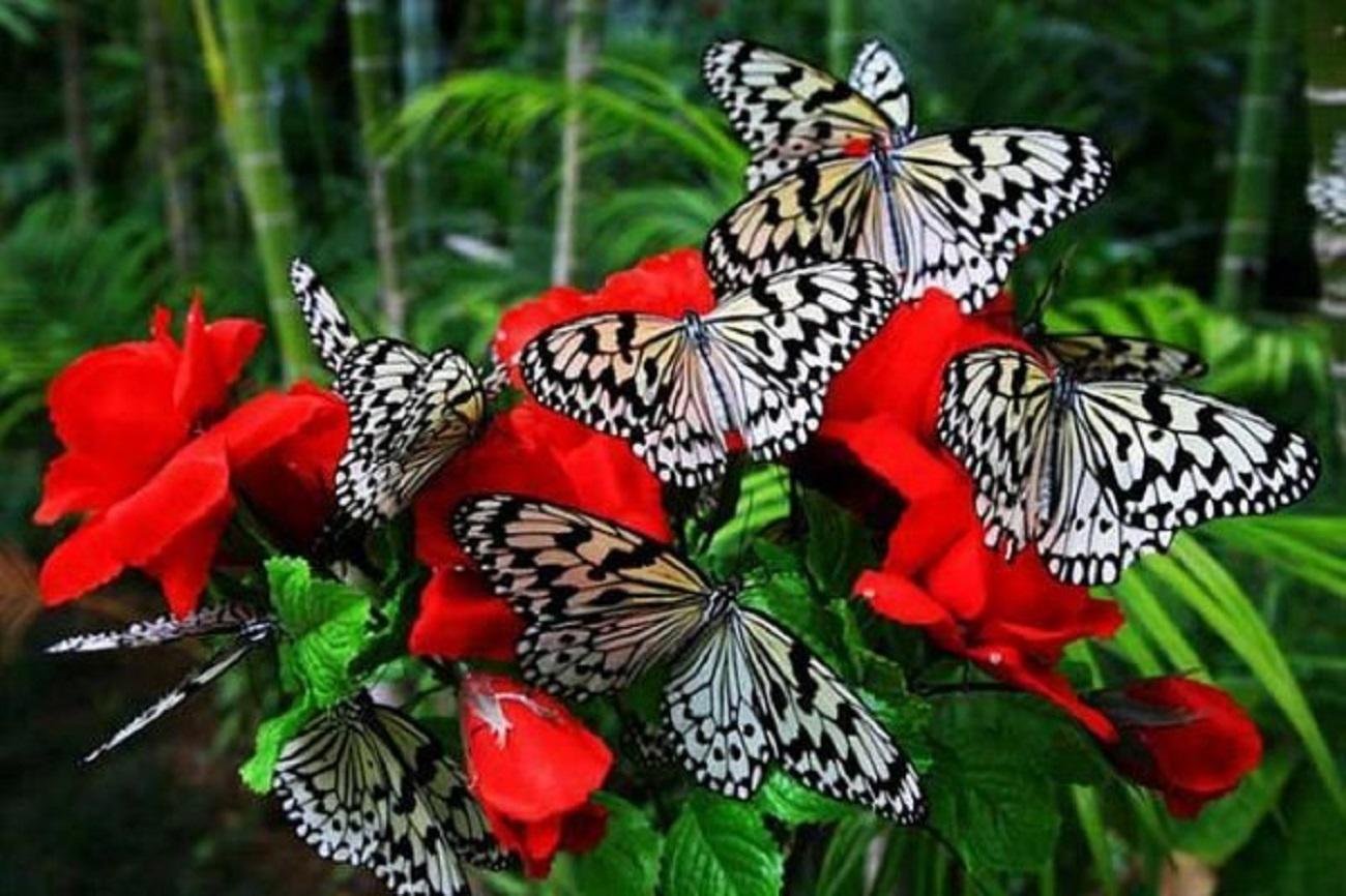 Огромные бабочки порхали. Красивые бабочки. Тропические бабочки. Много бабочек. Экзотические бабочки.