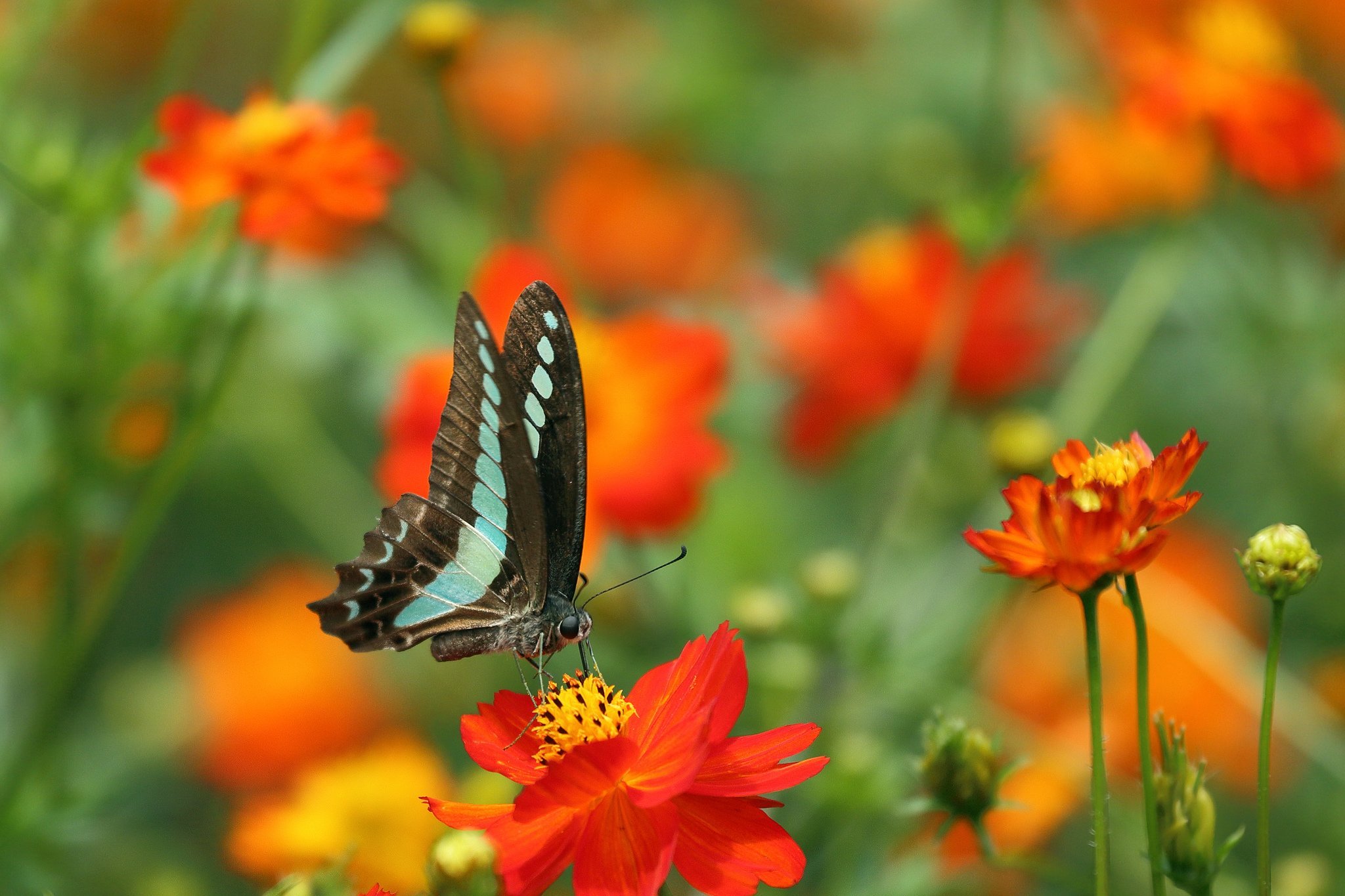 Красивые бабочки на цветах. Бабочка на цветке. Красивые летние цветы. Красивые бабочки. Бабочки в природе.
