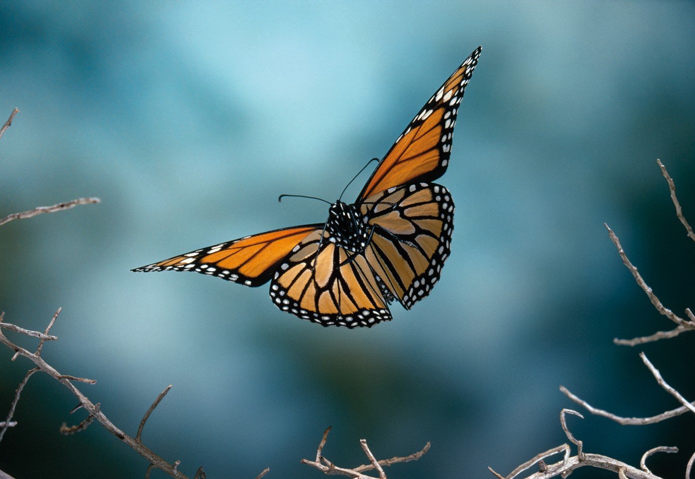 Бабочки летают вокруг. Бабочка Монарх Баттерфляй. Перелет бабочек монархов. Голубая бабочка Монарх. Данаида Монарх.